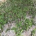 番荔枝苗30~50cm释迦芽苗土番