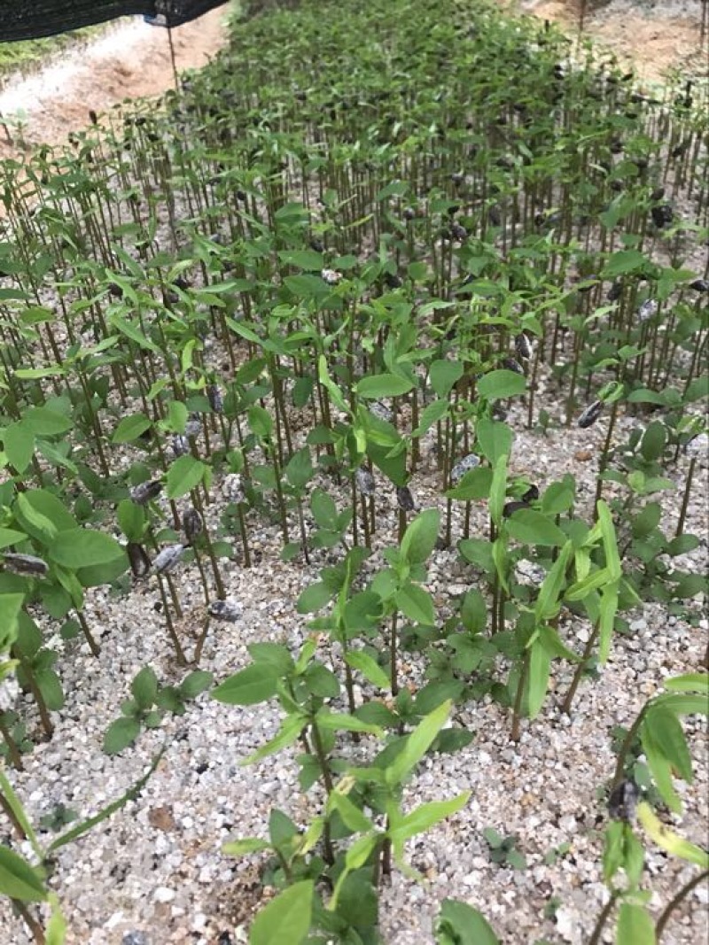 番荔枝苗30~50cm释迦芽苗土番