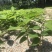番荔枝苗30~50cm释迦芽苗土番