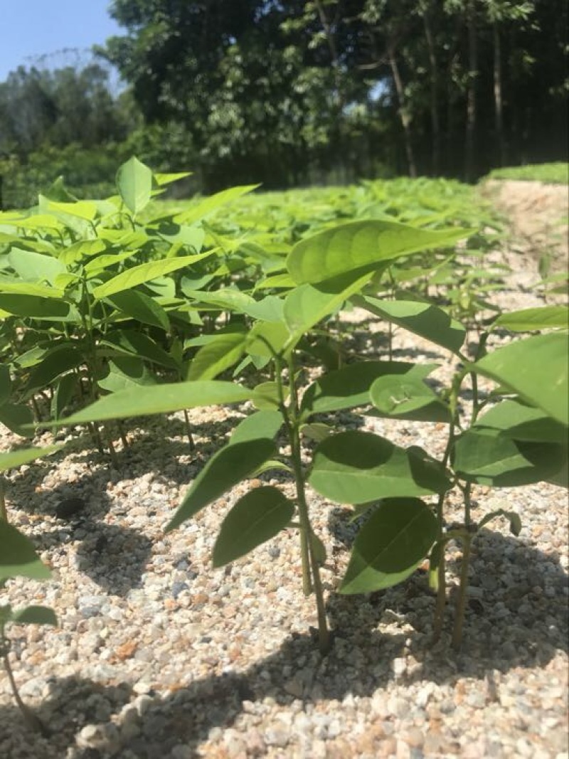 番荔枝苗30~50cm释迦芽苗土番