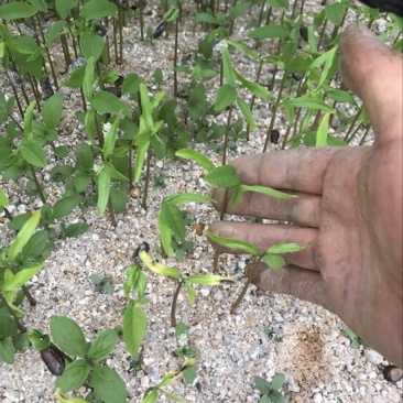 番荔枝苗30~50cm释迦芽苗土番