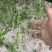 番荔枝苗30~50cm释迦芽苗土番