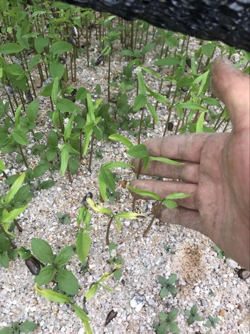 番荔枝苗30~50cm释迦芽苗土番