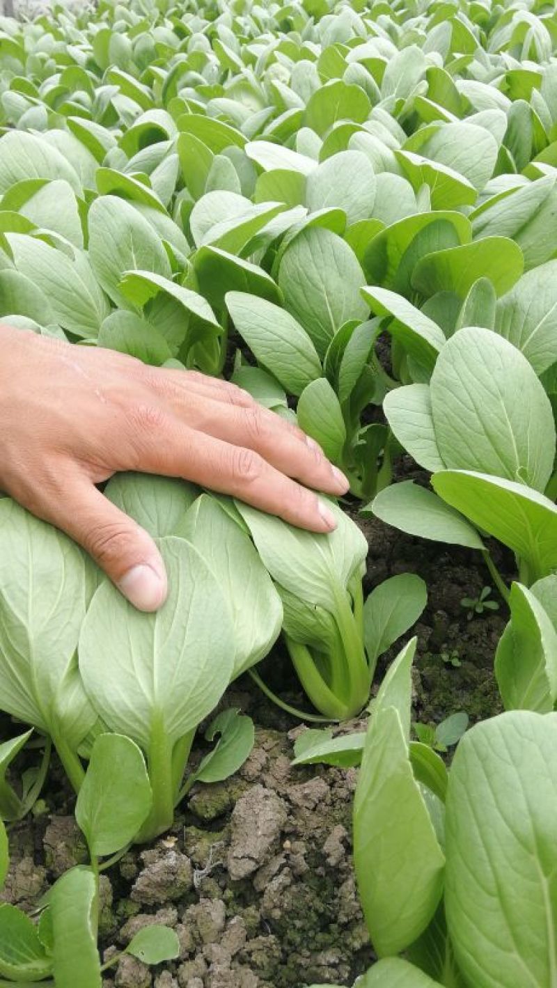 【精选】安徽小油菜食品厂上海青食堂菜电商平台商超代发代收