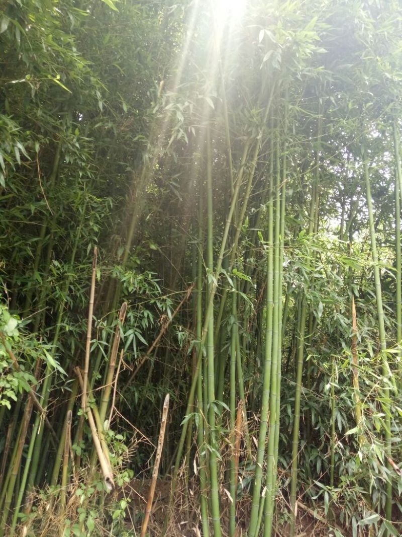 绿竹，青竹
