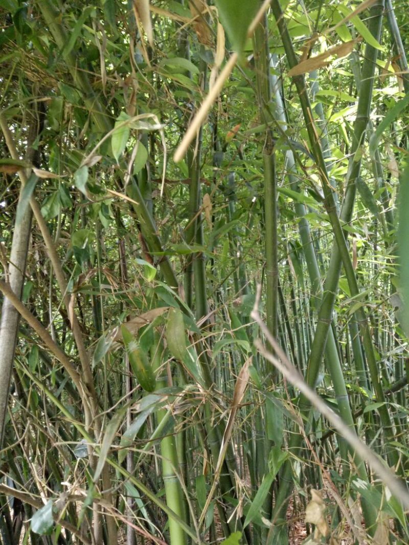 绿竹，青竹