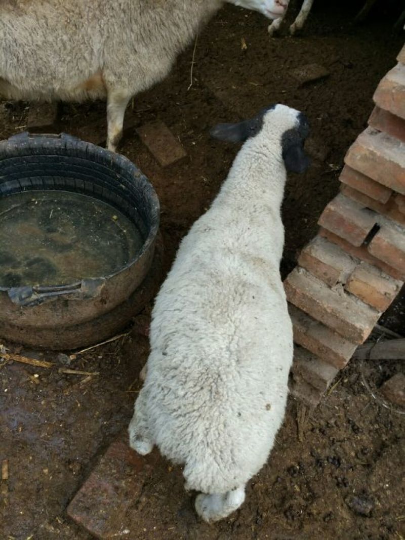 绵羊五十只