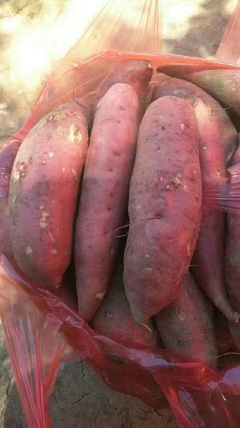三两以上的漳浦六鳌沙地红薯