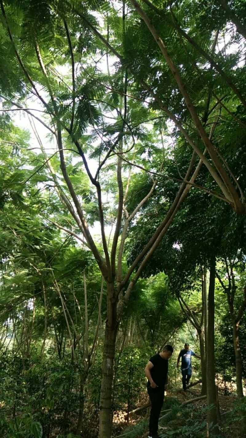 15到33的兰花赢