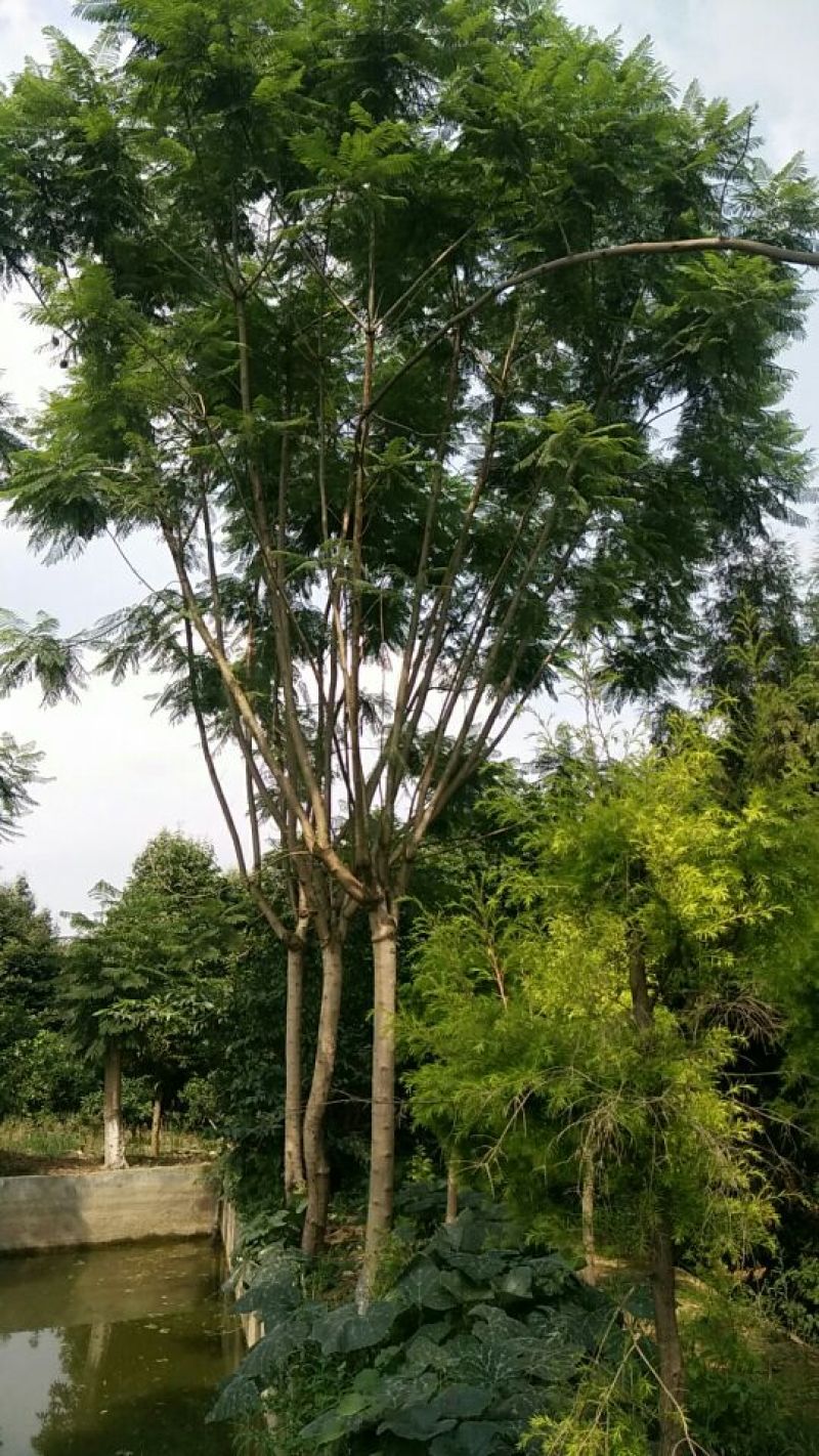 15到33的兰花赢
