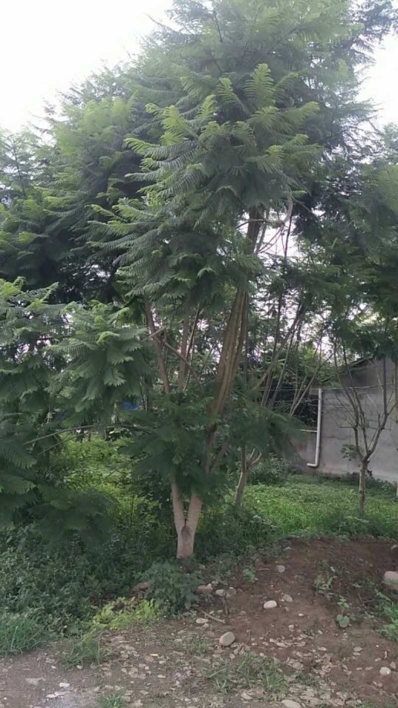 15到33的兰花赢