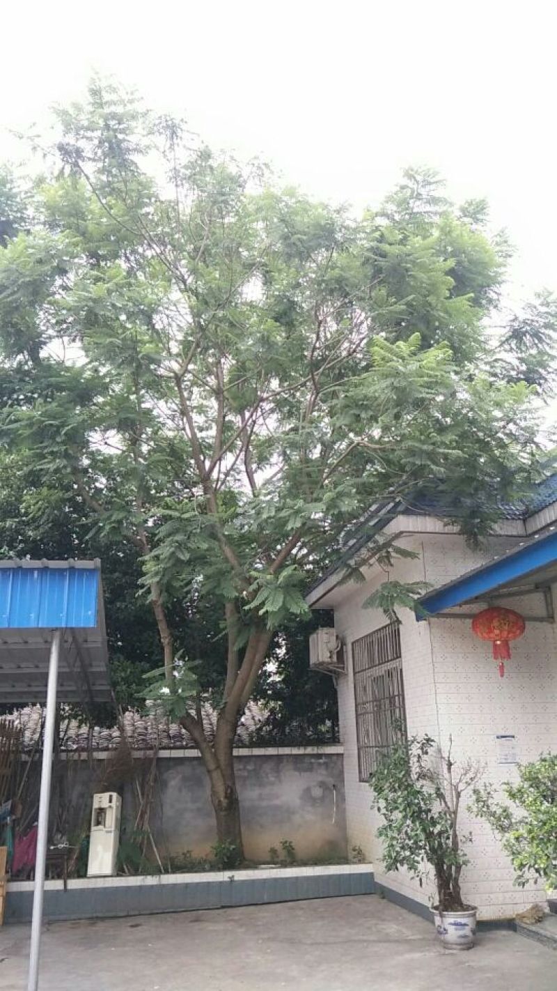 15到33的兰花赢