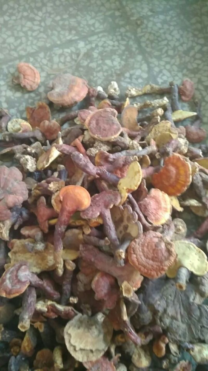 药用灵芝大别山野生赤灵芝，颜色鲜亮，味道微苦，药效很高
