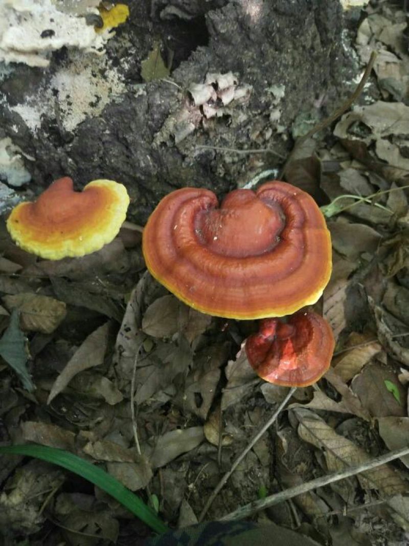 药用灵芝大别山野生赤灵芝，颜色鲜亮，味道微苦，药效很高