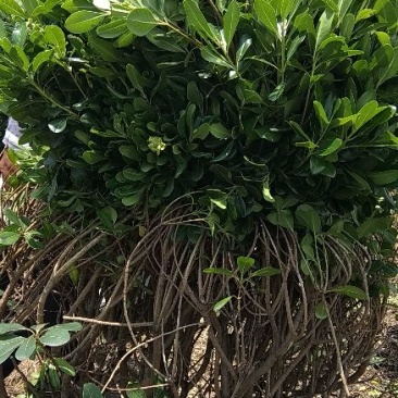 海桐球1.8/200大量现货80/100/120/150
