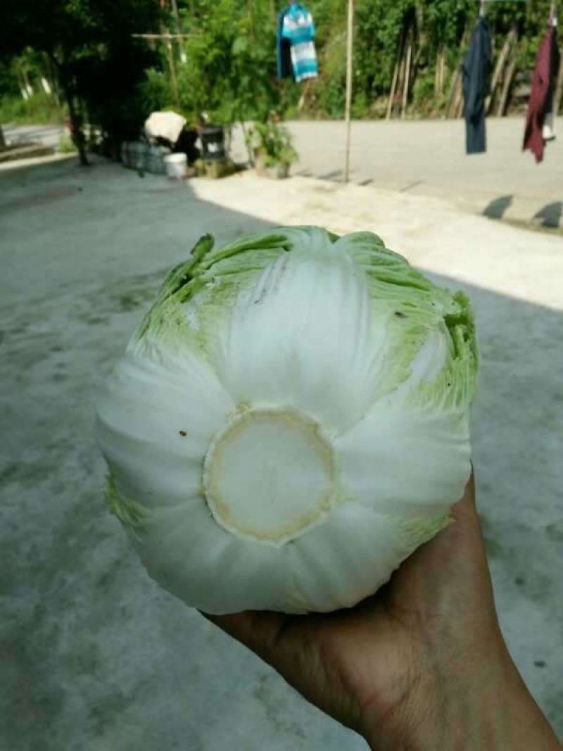 精黄心白菜产地直发看货采摘支持发货欢迎订购