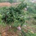 （一件代发）云南苹果芒5斤8斤包邮坏果包赔现货供应
