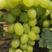 维多利亚葡萄5%以下1~2斤