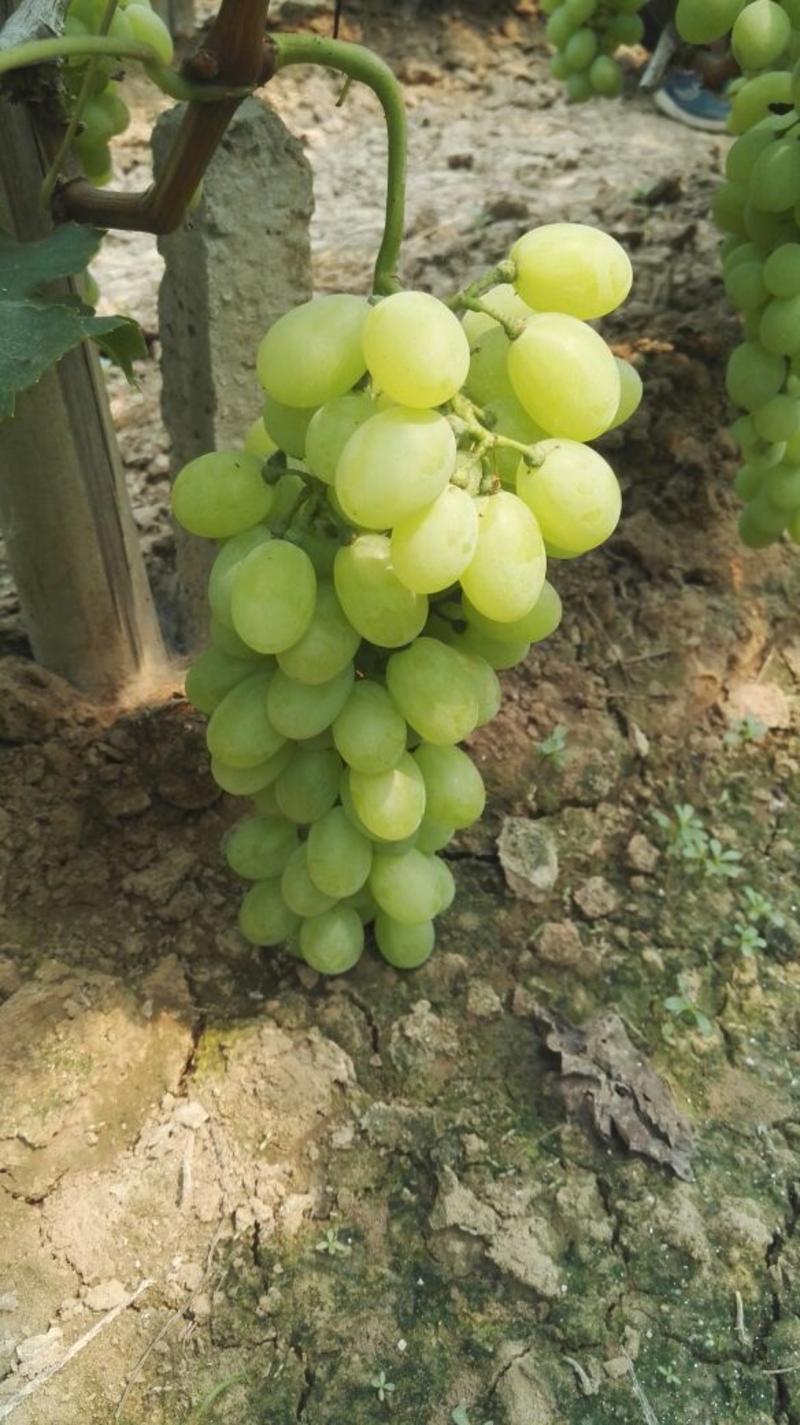 维多利亚葡萄5%以下1~2斤
