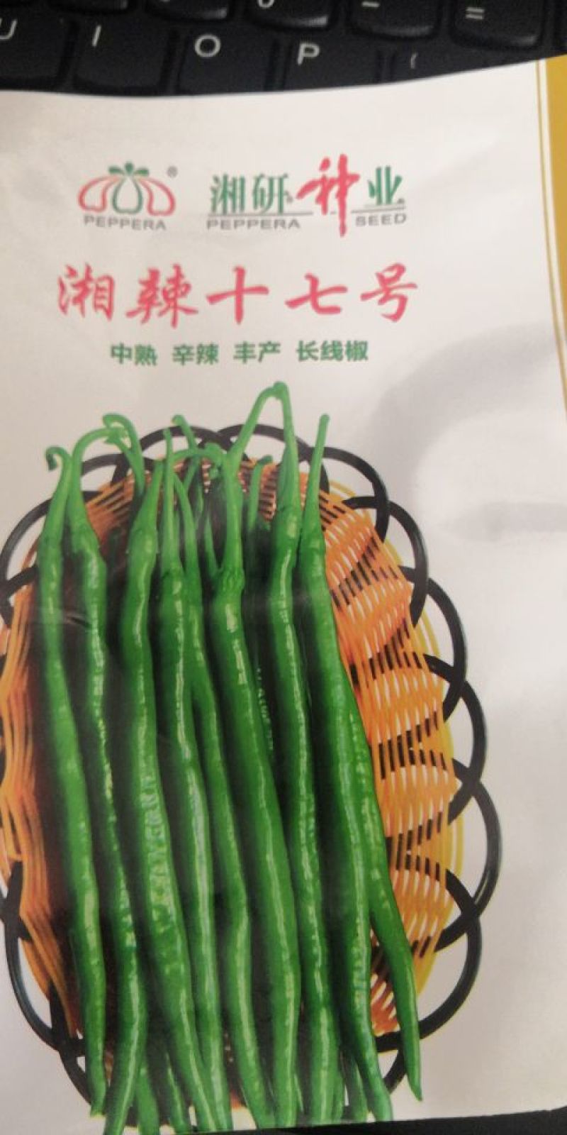 圆椒苗5万棵