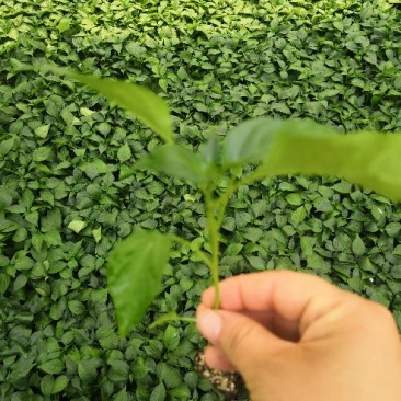 圆椒苗5万棵