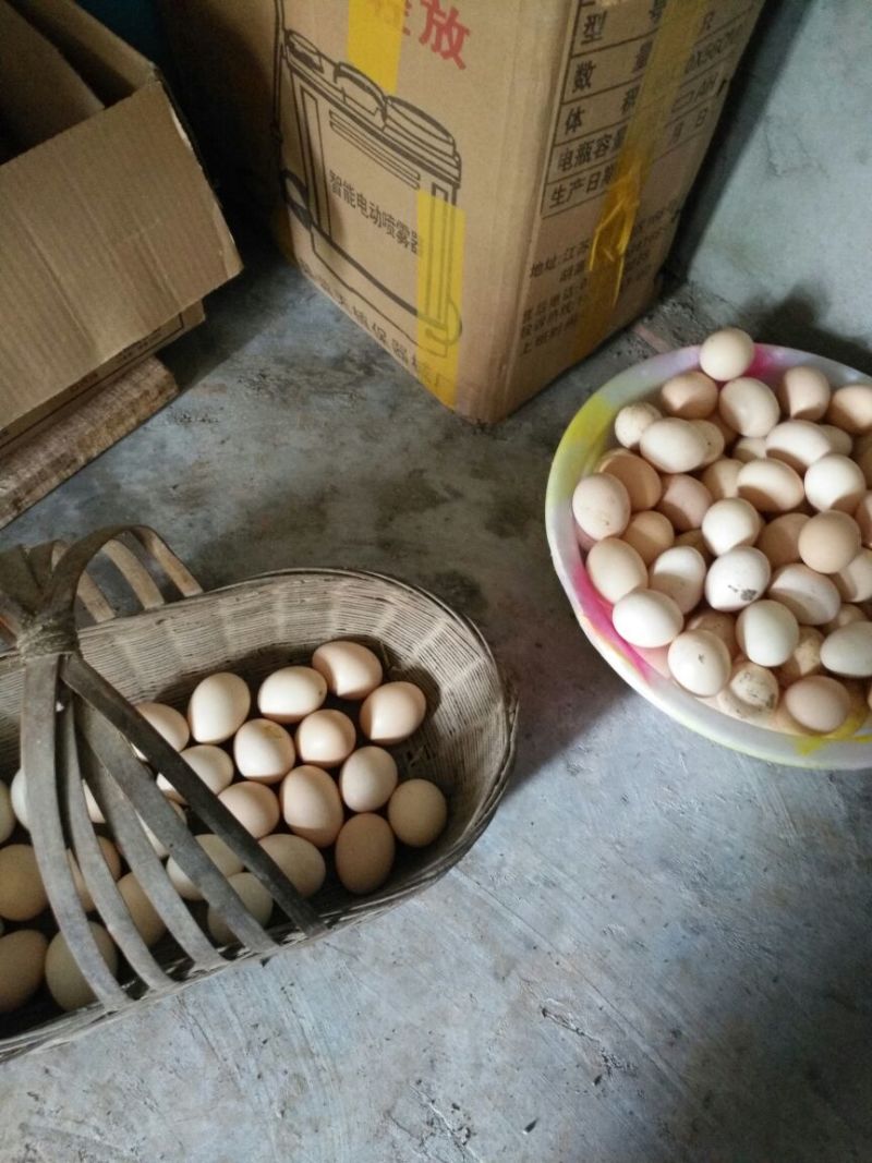 生态土鸡蛋