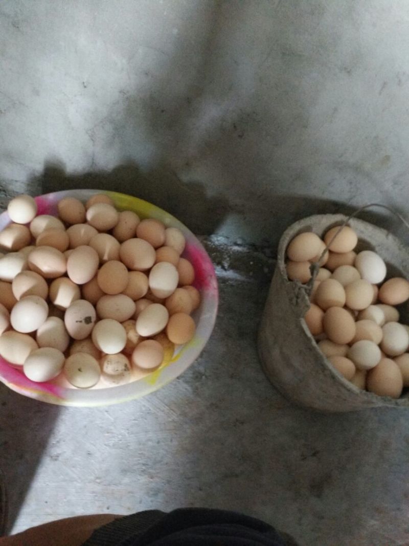 生态土鸡蛋