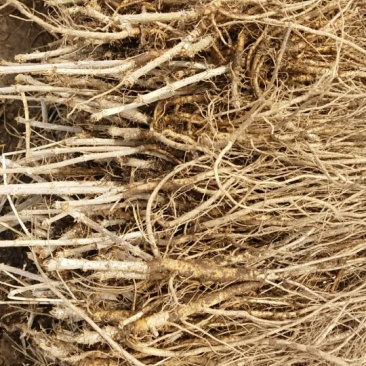 刺嫩芽苗乌龙头苗树头菜大量供应提供种植技术