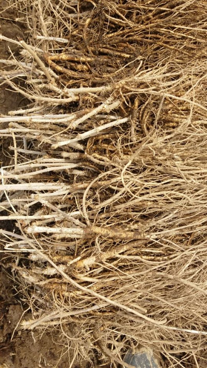 刺嫩芽苗乌龙头苗树头菜大量供应提供种植技术