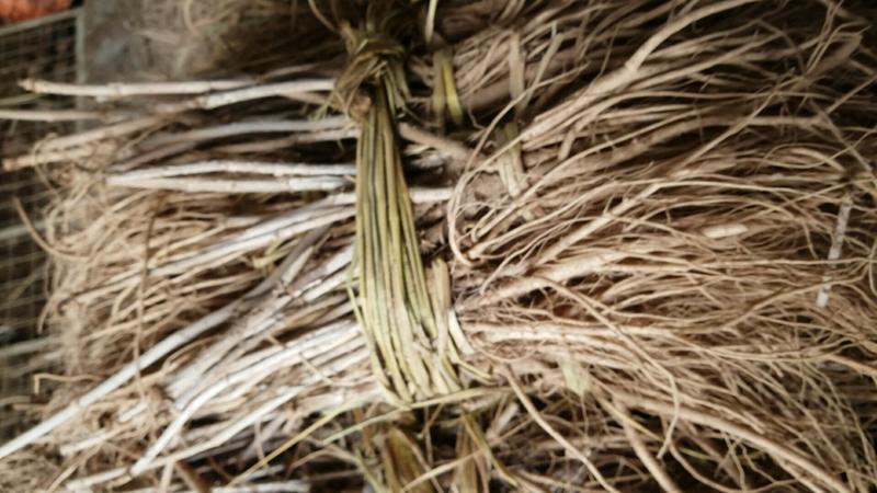 乌龙头苗树头菜产地直销提供种植技术协助销售