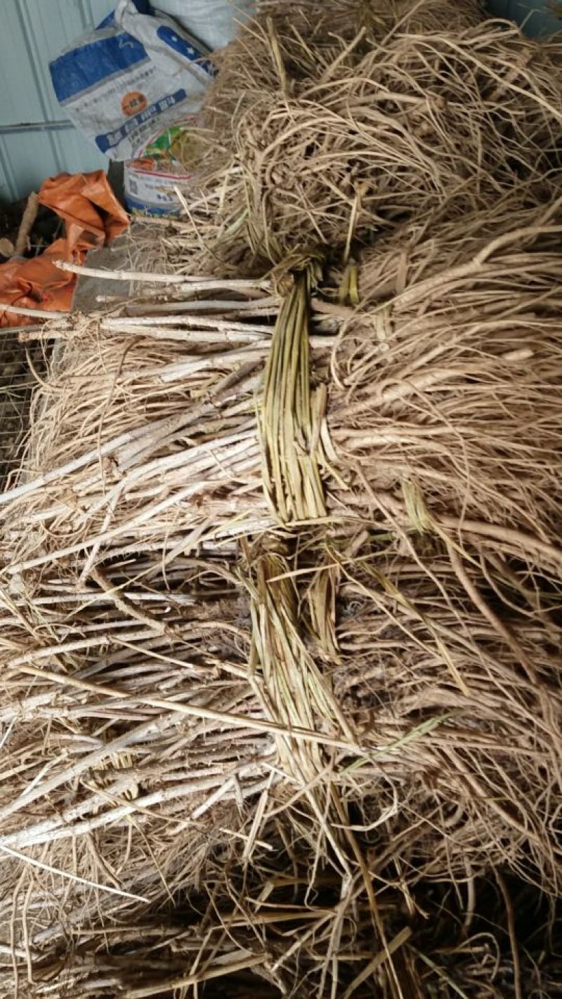 刺嫩芽苗乌龙头苗树头菜大量供应提供种植技术