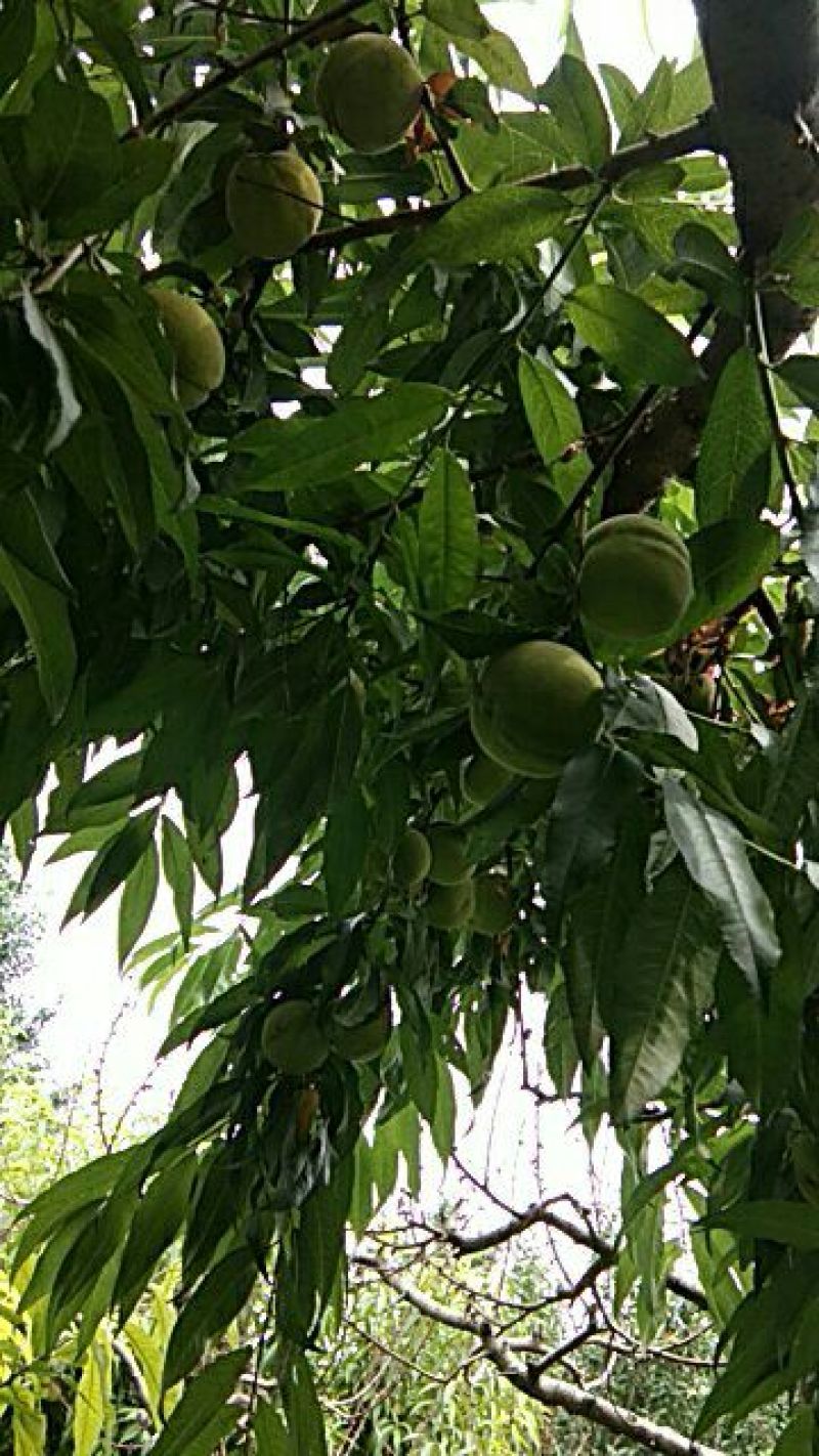 83黄桃