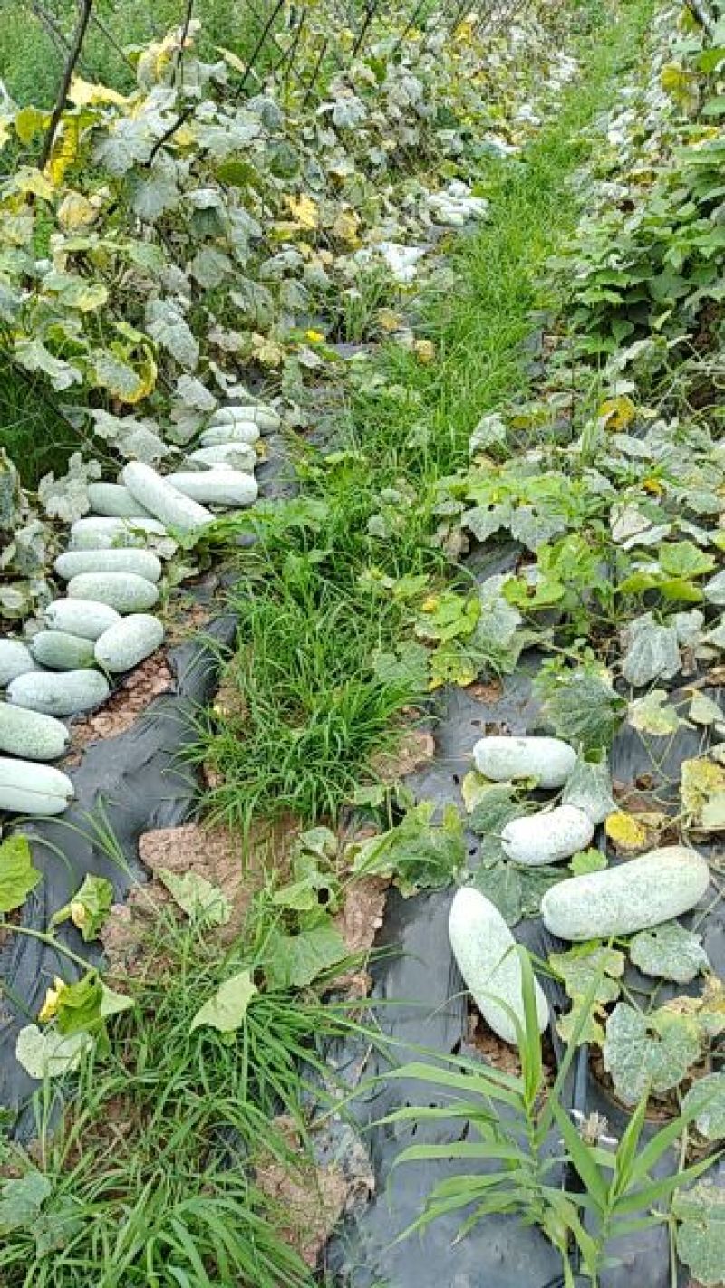 小白毛冬瓜