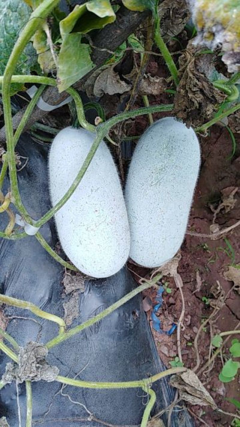 小白毛冬瓜