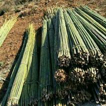 长期出售各种竹子大小都有量大