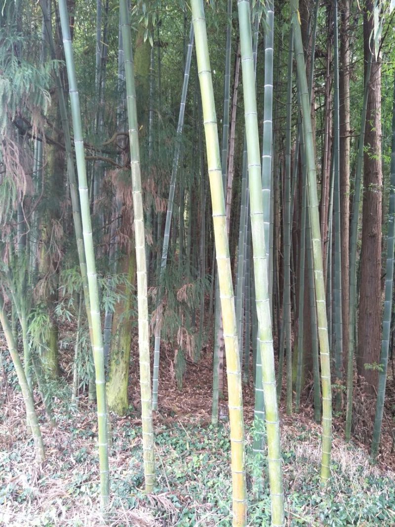 长期出售各种竹子大小都有量大优惠