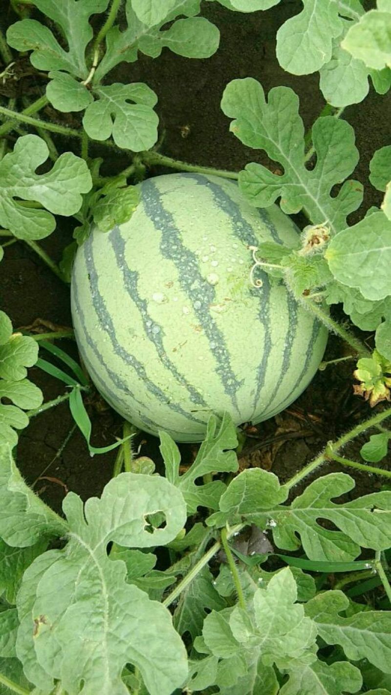 8424