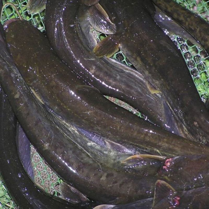 鲶鱼胡子鱼