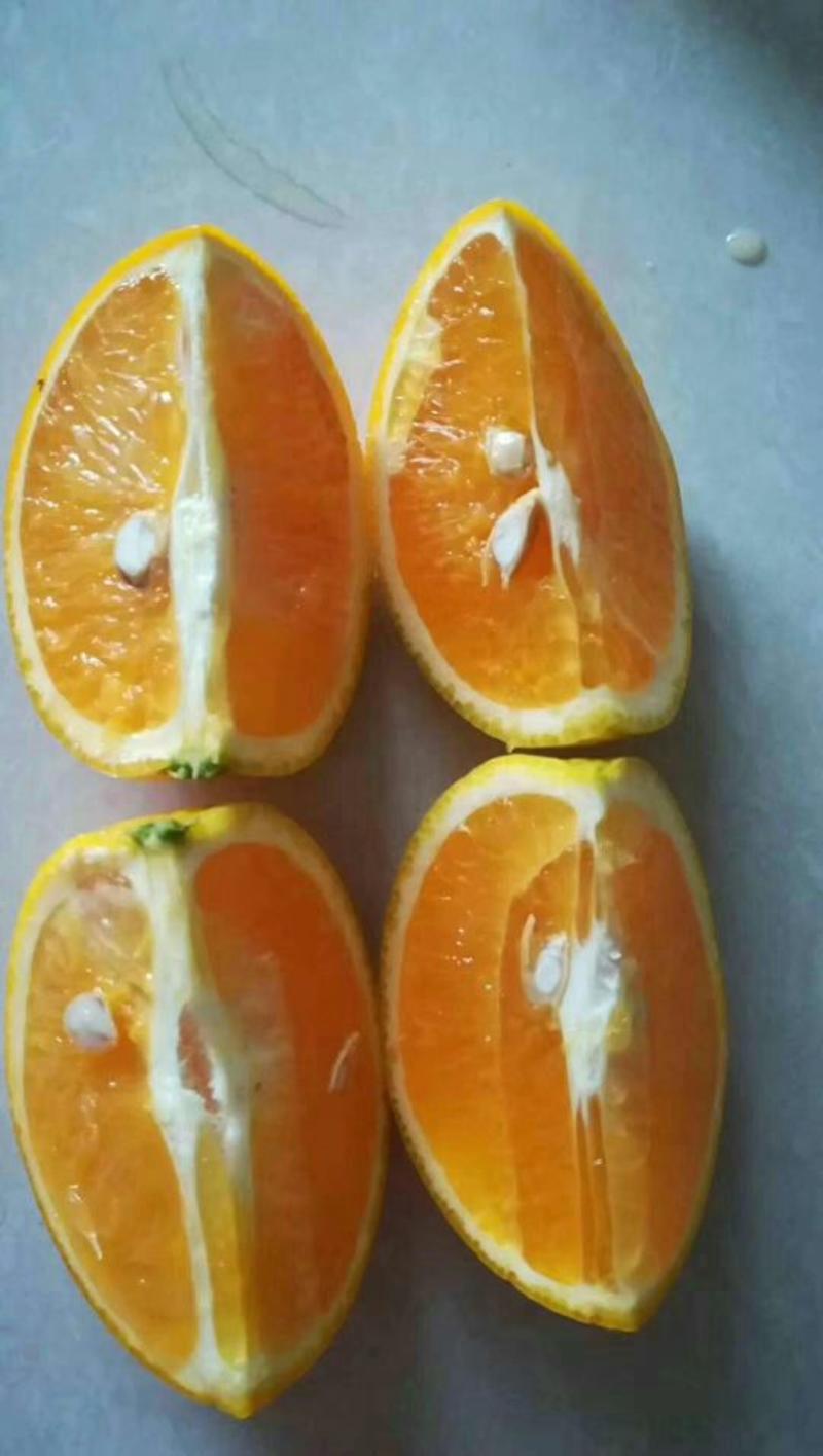 湖北宜昌秭归现摘夏橙柑橘当季薄皮橙子产地直销一手货源