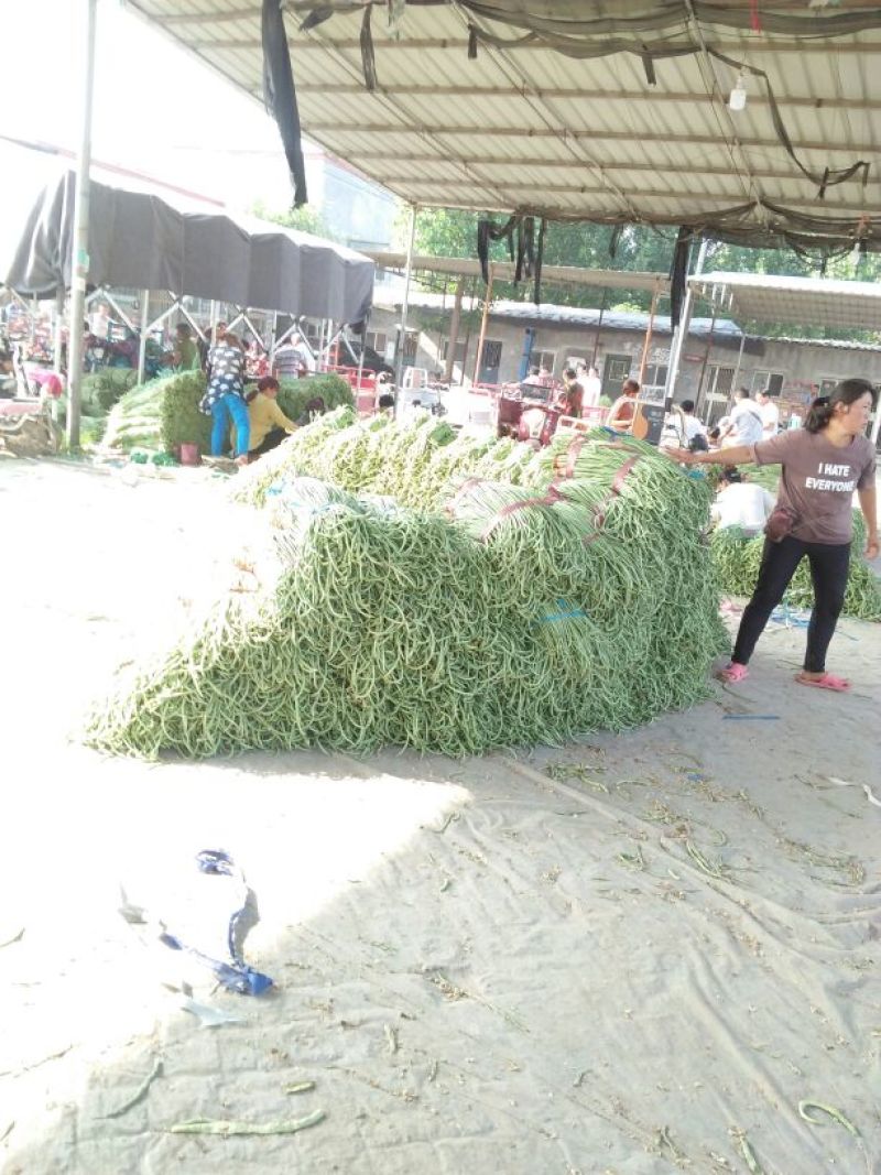 架豆王豆角70厘米以上，大量上市。