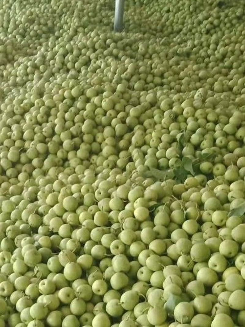 早熟梨