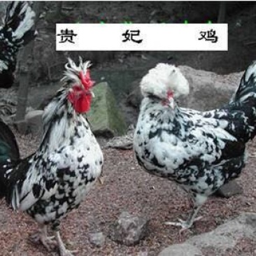 贵妃鸡苗35~45克出壳苗通货