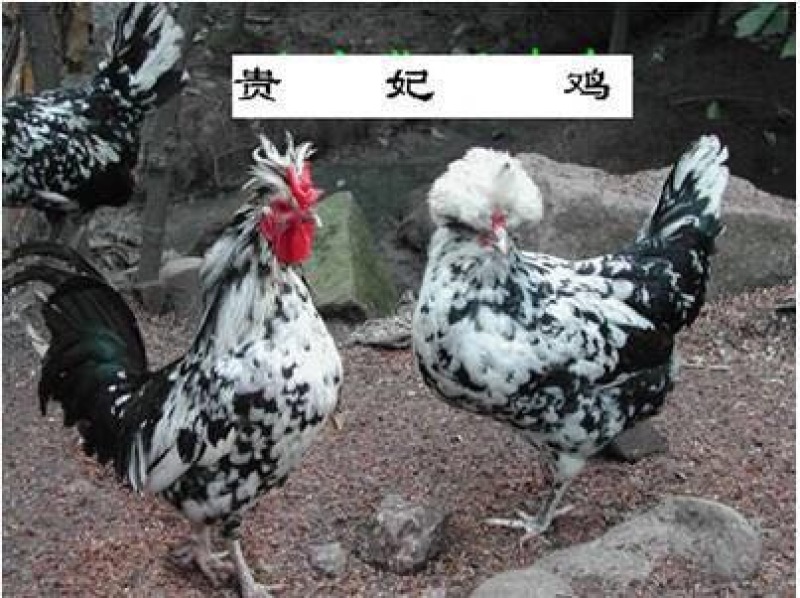 贵妃鸡苗35~45克出壳苗通货