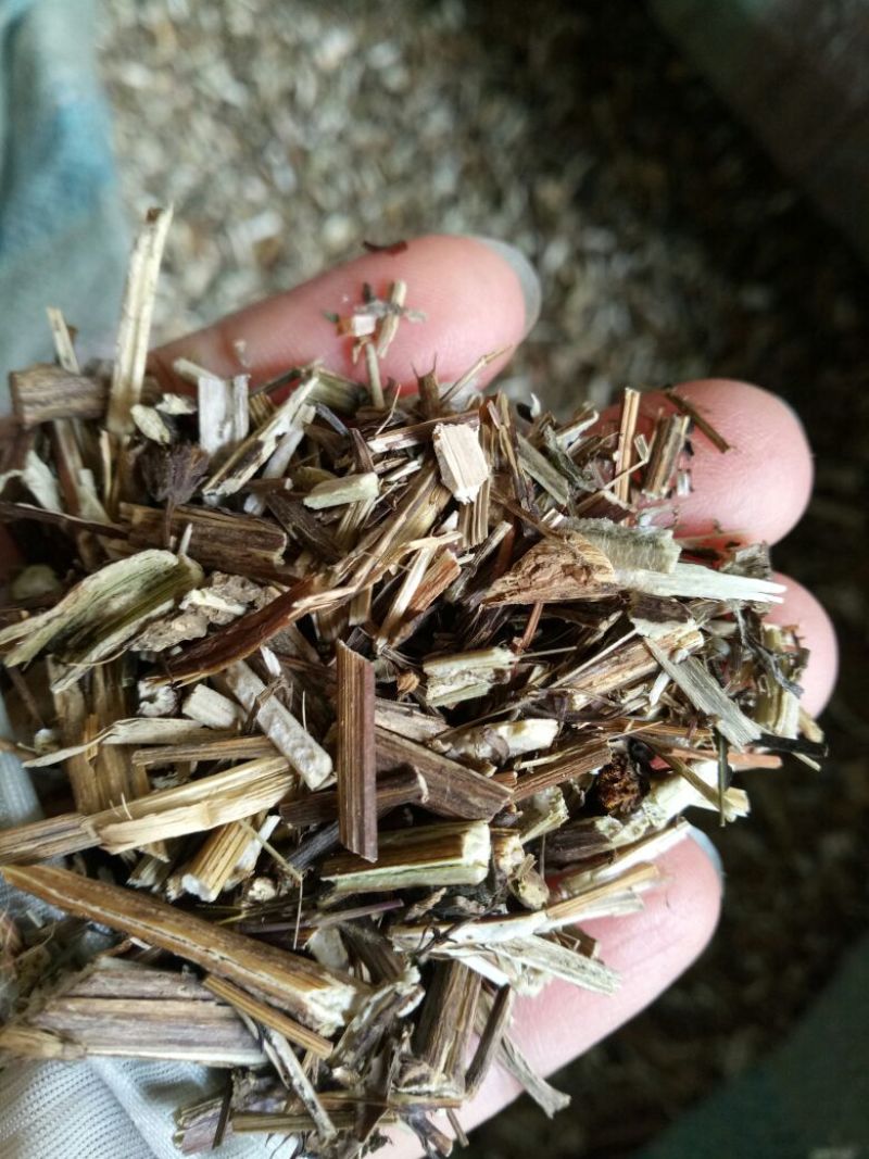 鬼针草安徽干货2斤起包邮量大从优