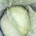 山东青岛平度（走市场加工厂）扁包菜2~3公斤