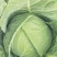 山东青岛平度（走市场加工厂）扁包菜2~3公斤