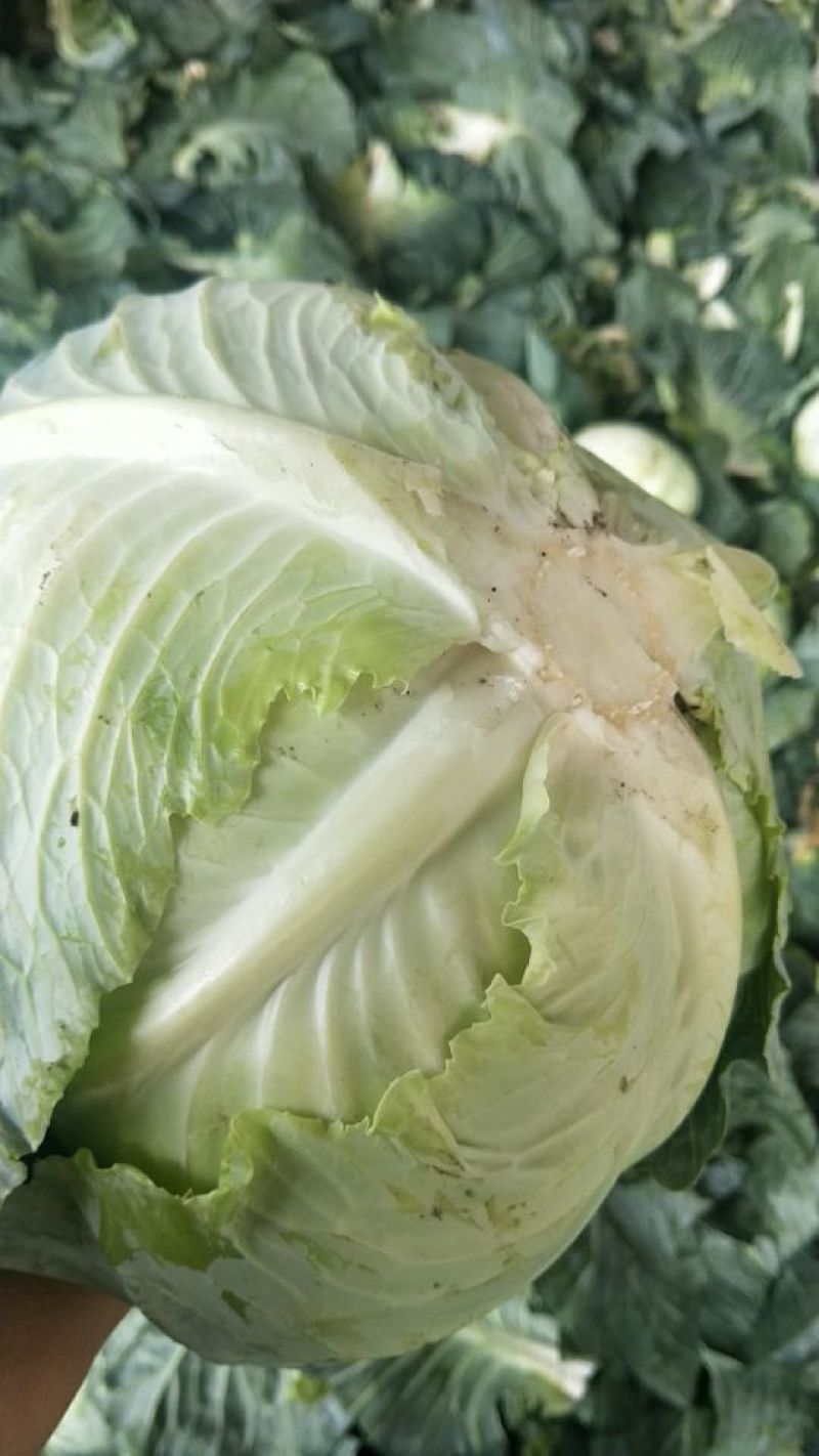 山东青岛平度（走市场加工厂）扁包菜2~3公斤