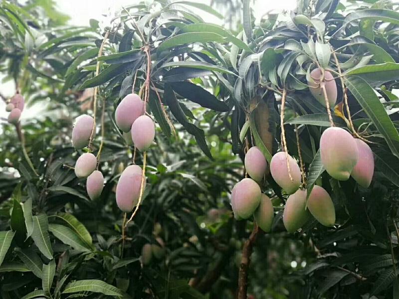 台农芒贵妃芒鹰嘴芒青芒大中小果