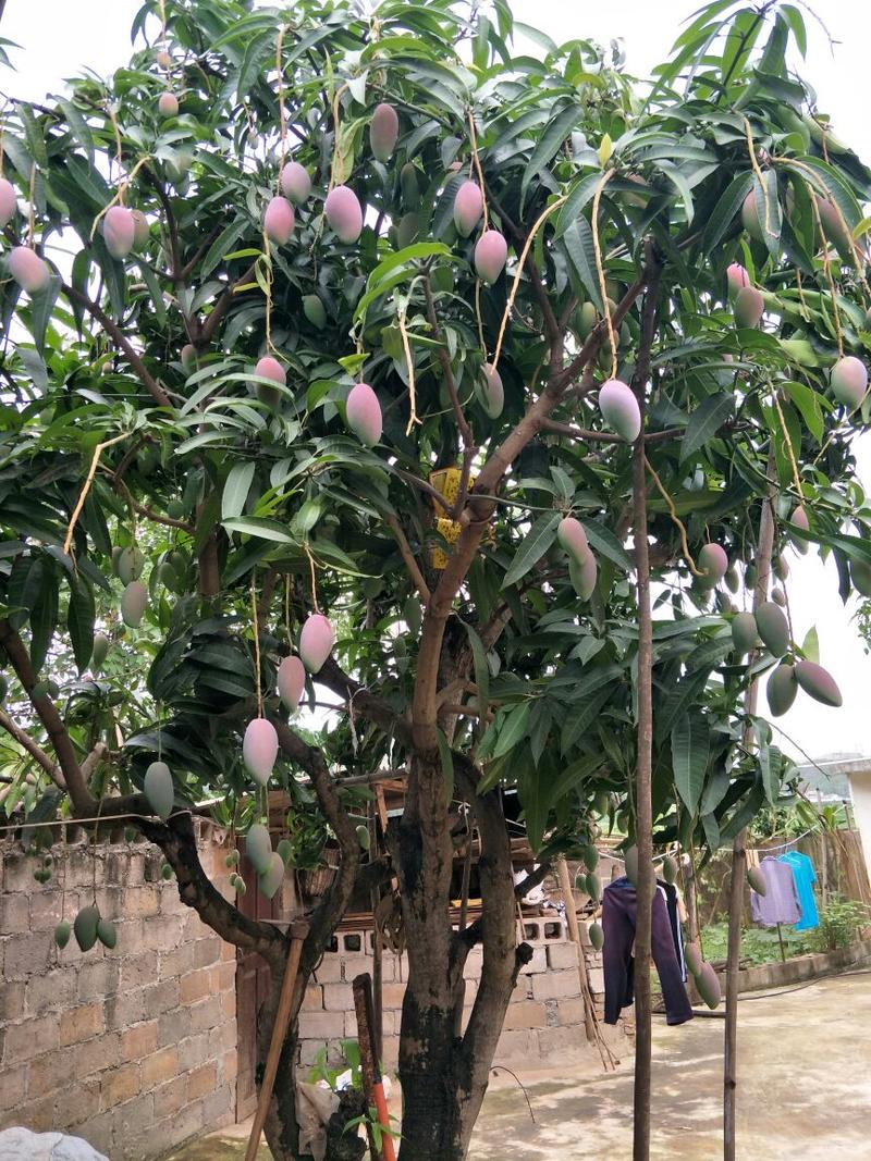 台农芒贵妃芒鹰嘴芒青芒大中小果