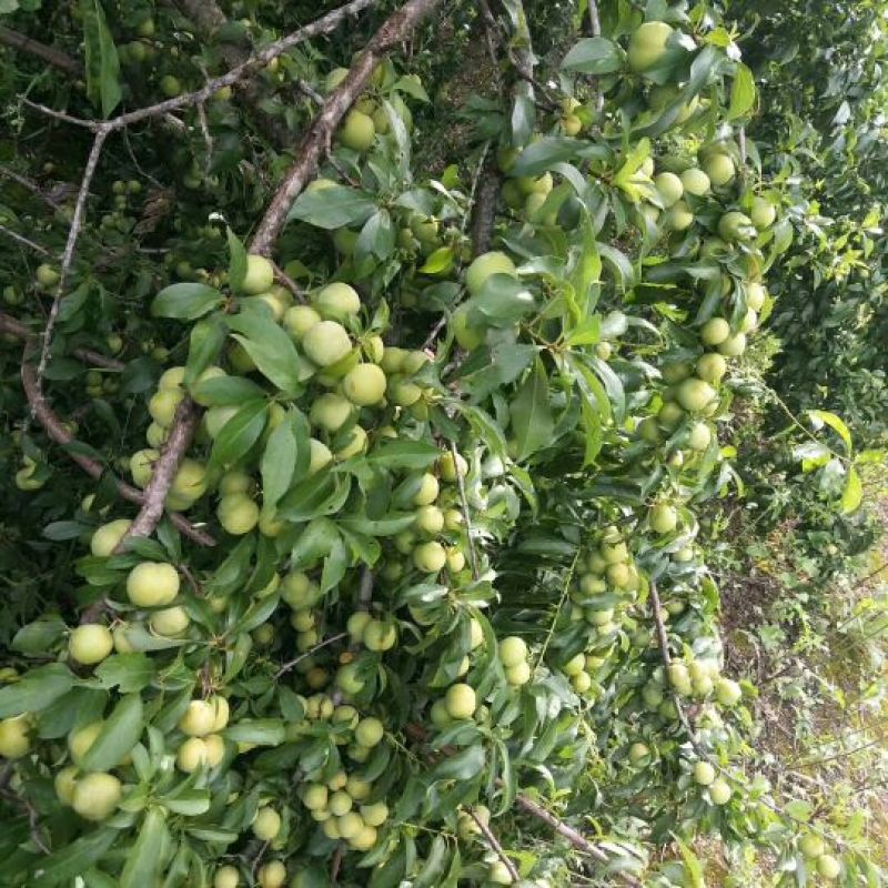 香脆李